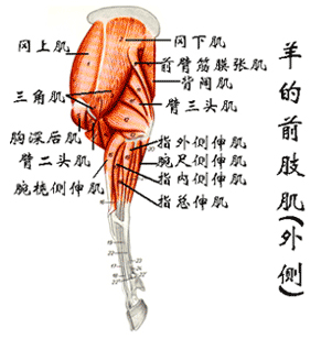 羊的前肢肌（外侧）