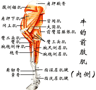 牛的前肢肌（内侧）