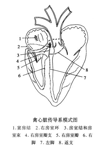 禽类心传导系统解剖模式图