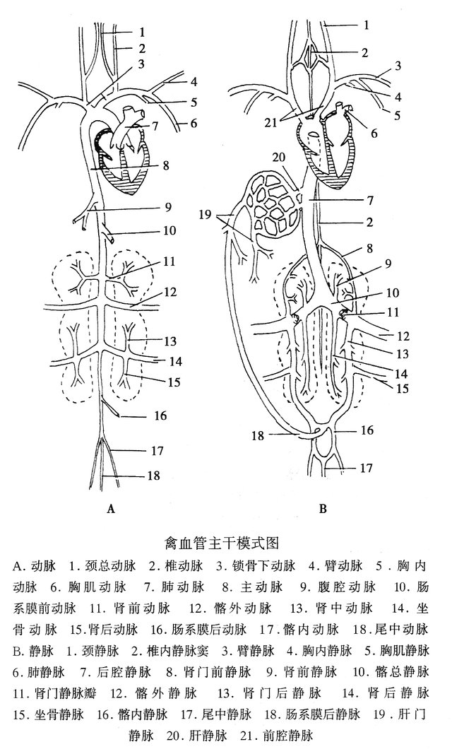 禽血管主干模式图