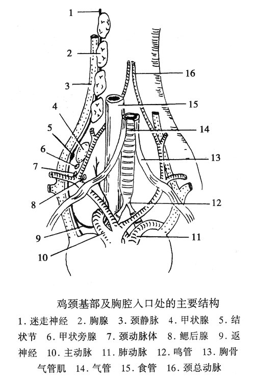 鸡颈基部及胸腔入口处的主要结构