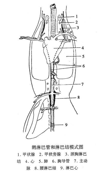 鹅淋巴管和淋巴结模式图