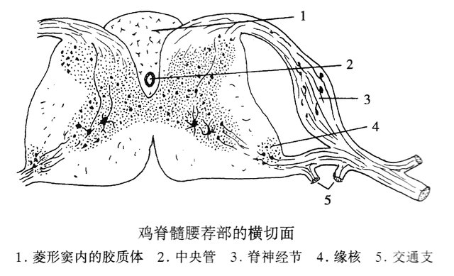 鸡脊髓腰荐部横断面