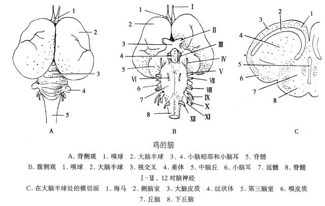 鸡的脑
