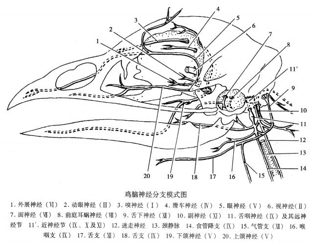 鸡脑神经分支模式图