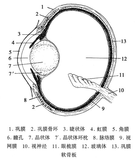 鸡眼球纵剖面