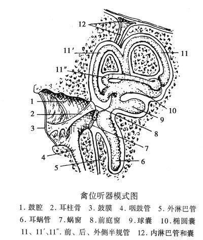 禽位听器模式图