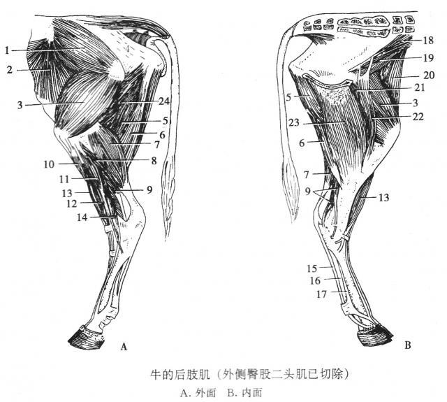 2-7-3-牛的后肢肌（外侧臀股二头肌已切除）