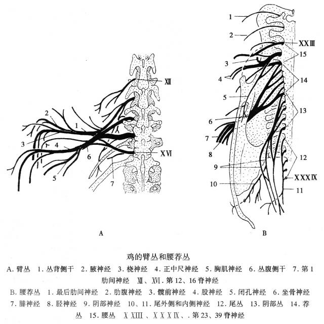 鸡的臂丛和腰荐丛