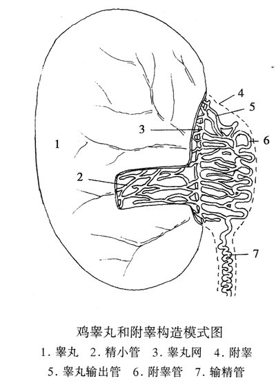 鸡睾丸和附睾构造模式图
