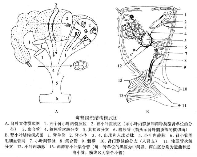 禽肾组织结构模式图