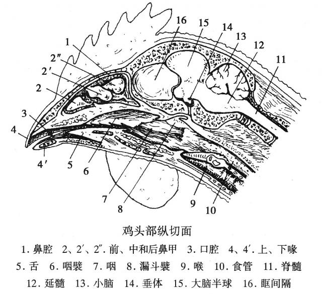 鸡头部纵切面