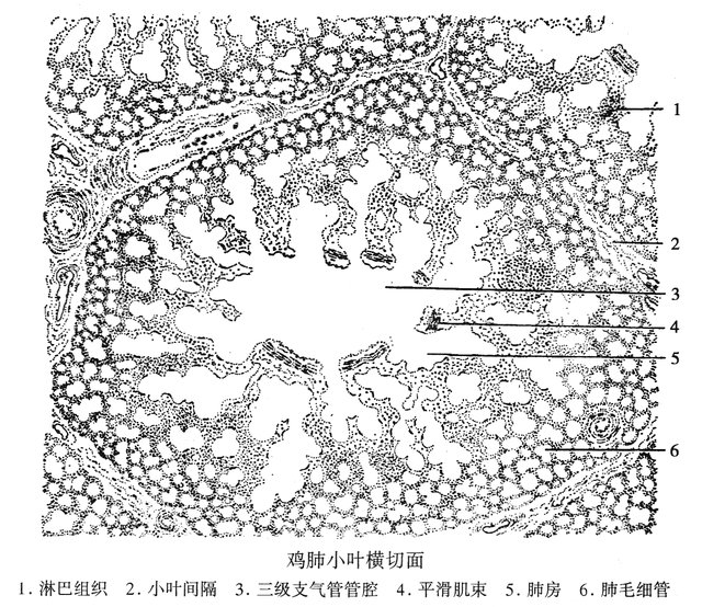 鸡肺小叶横切面