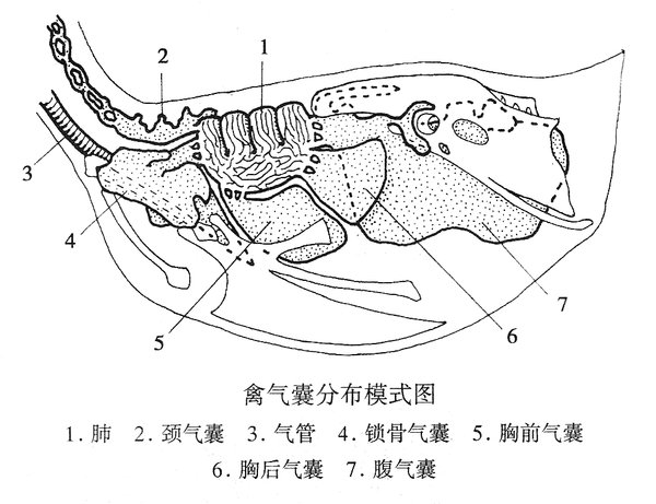 鸡法氏囊位置图片