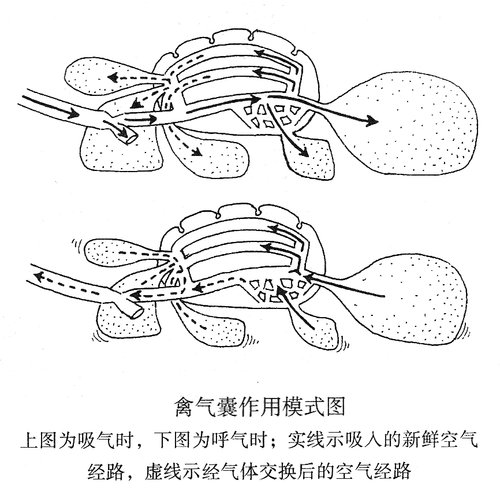 禽气囊作用模式图