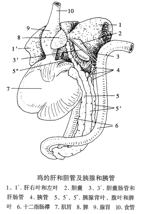 鸡的五脏六腑图解图片