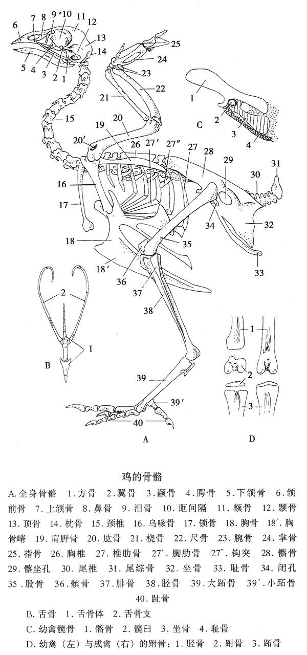 鸡的骨骼