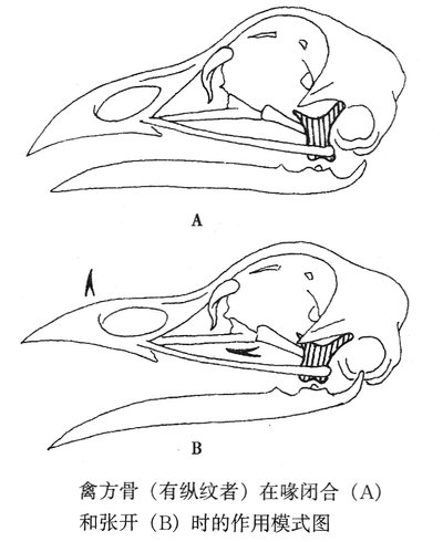 禽方骨作用模式图