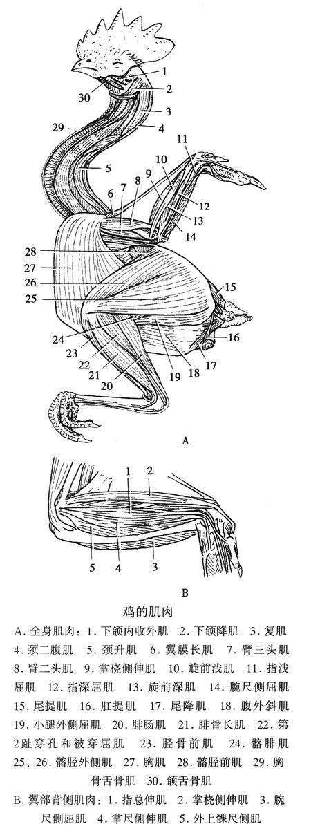 鸡的肌肉