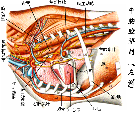 牛胸腔解剖（左侧）
