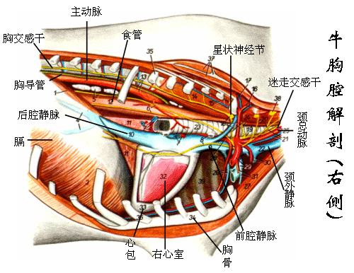 牛胸腔解剖（右侧）