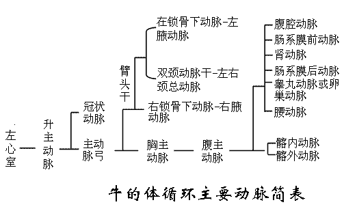 牛的体循环主要动脉简表