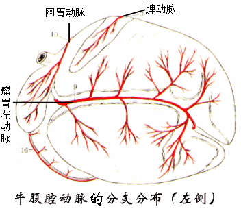 牛腹腔动脉主要分支（左侧）
