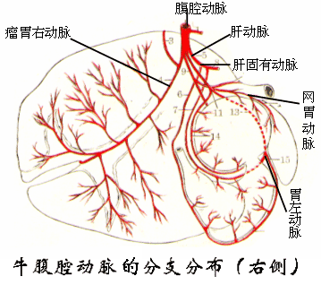 牛腹腔动脉主要分支（右侧）