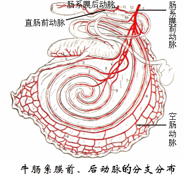 牛肠系膜前、后动脉及其分支