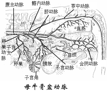 母牛骨盆部动脉