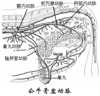 公牛骨盆部动脉