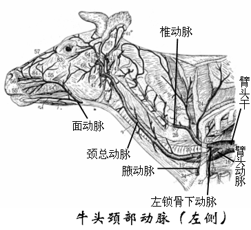 牛头颈部动脉（左侧）