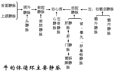 牛体循环的主要静脉