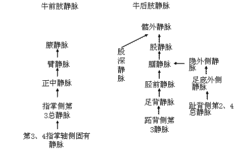 牛前肢、后肢静脉回流简图