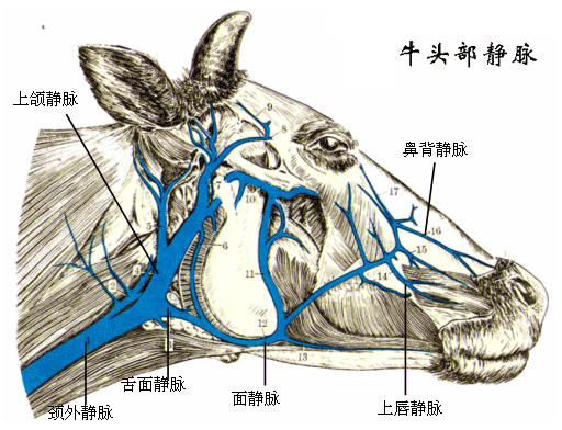 牛头部静脉