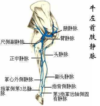 牛左前肢静脉