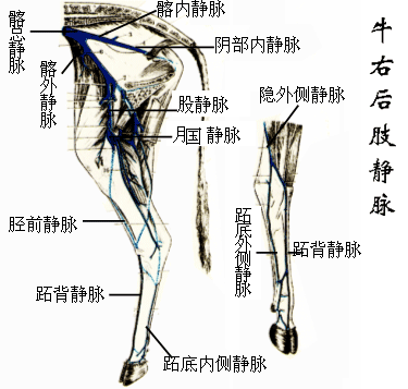 牛右后肢静脉