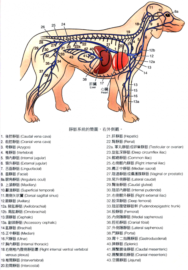 犬全身静脉简图