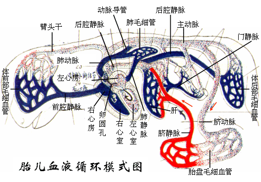 胎儿血液循环模式图