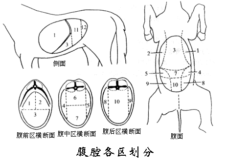 腹腔分区