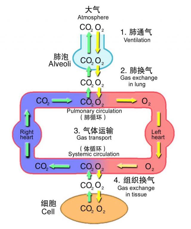 呼吸全过程示意图