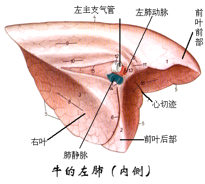 牛的左肺（内侧）