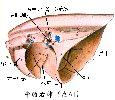 牛的右肺（内侧）