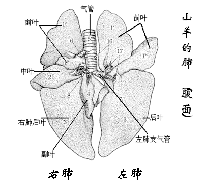 羊的肺