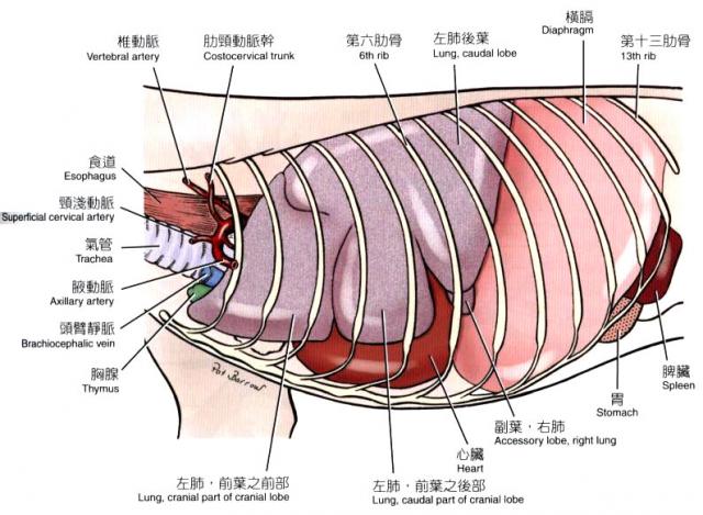 犬胸腔脏器（左侧观）