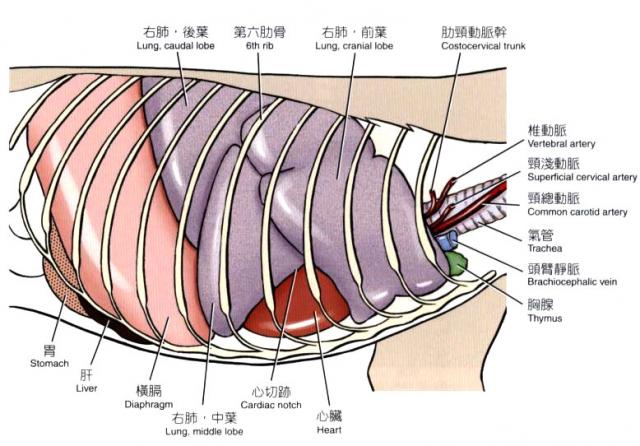 犬胸腔脏器（右侧观）