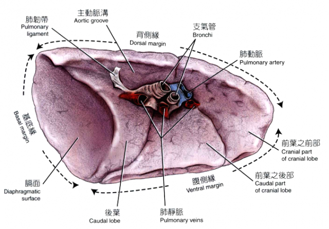 犬左肺（内侧观）