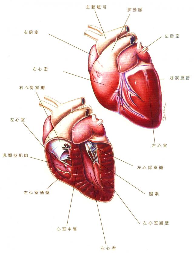 犬的心脏外形及结构
