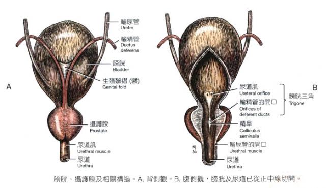 膀胱、前列腺及相关构造