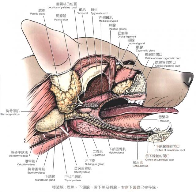 犬唾液腺